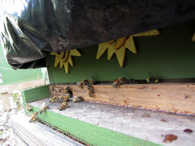 bee, bee cozy, beekeeping, collecting water, foraging, mahonia, parasitic fly, pollen, red maple, watering bees, winter, 