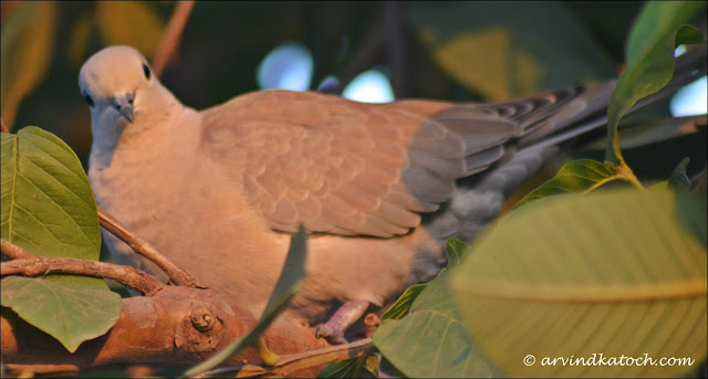 Eurasian Collared Dove or Collared Dove