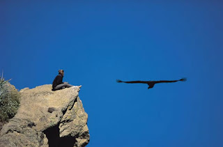 Cañón del Colca