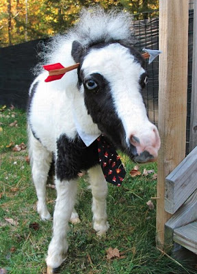 Einstein - The World's Smallest Horse Seen On www.coolpicturegallery.us