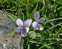 Viola palustris