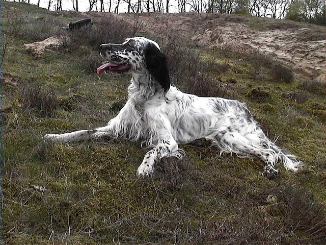 english setter, engelse setter, english setter puppies, english setters, english setter breeders, english setters for adoption, engelse setter health