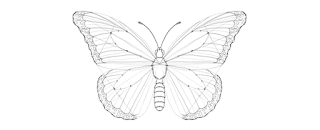 how-to-draw-butterfly-4-6