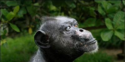 Foto seekor simpanse bernama Gregoire