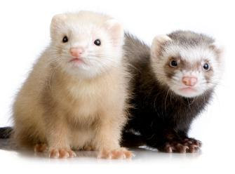 Baby Ferrets Picture