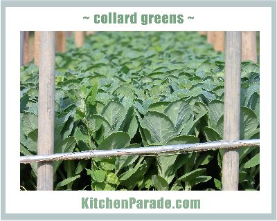 A collection of Collard Green Recipes & Tips ♥ KitchenParade.com. Recipes include nutrition into & Weight Watchers points.