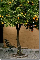 Los-Feliz-Orange-Tree-6322