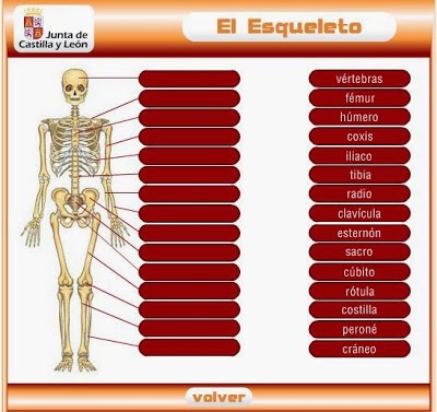 http://www.educa.jcyl.es/educacyl/cm/gallery/Recursos%20Infinity/juegos_jcyl/cuerpo_esq/esqueleto_plus.html