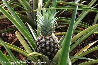 health_benefits_of_eating_pineapple_fruits-vegetables-benefitsblogspot.com(health_benefits_of_eating_pineapple_10)