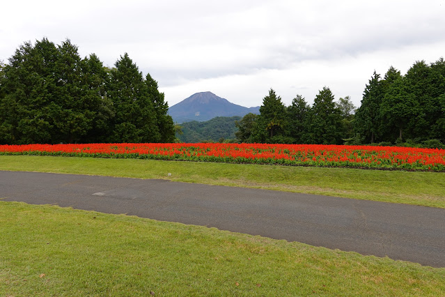 鳥取県西伯郡南部町鶴田　とっとり花回廊　花の丘