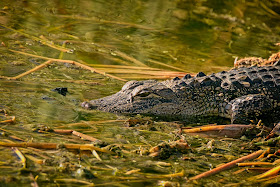 Alligator.