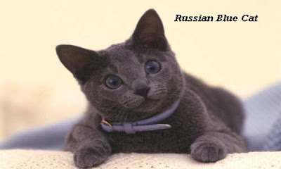 verview of The Russian Blue Cat