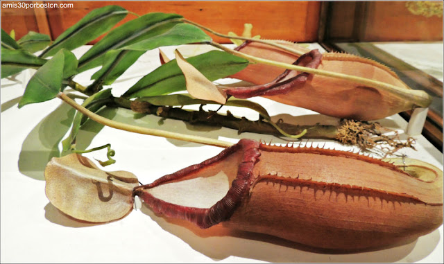 Las Flores de Vidrio en el Harvard Museum of Natural History