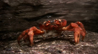 17 Red Crab Island