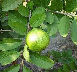 Pemanfaatan Tumbuhan Jambu Biji Sebagai Obat Tradisional 