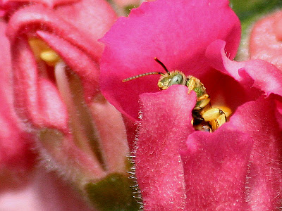 Sweat bee