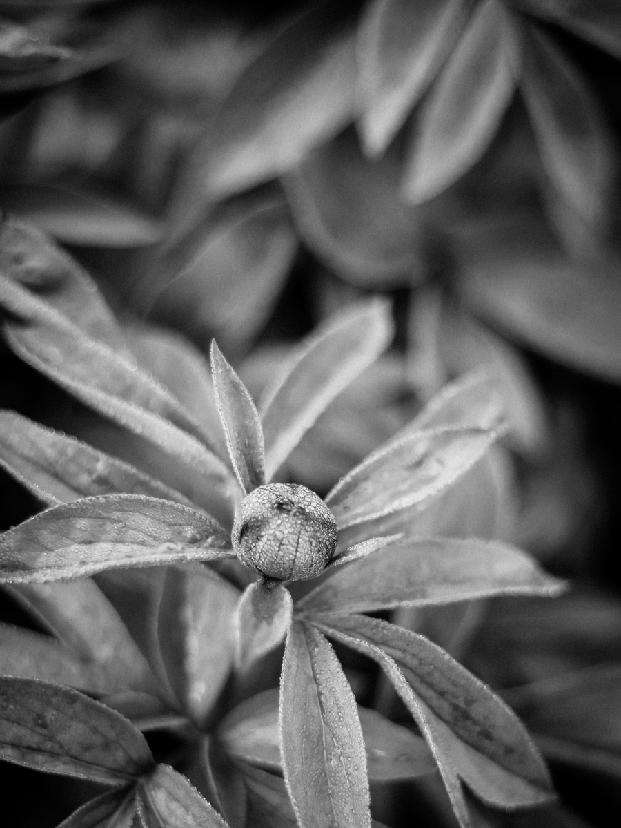 frosted peony bud alexandra king