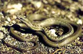 Antiguan Racer