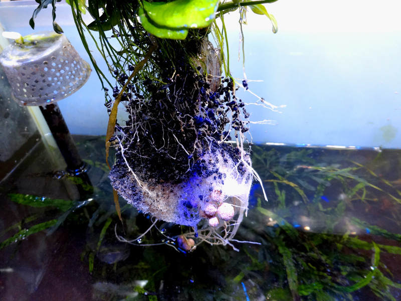 自作のled照明で水草水槽に挑む 60cm陰性水草水槽 11ヶ月目