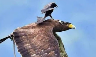 इमेज