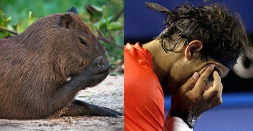 Capybaras that look like Rafael Nadal