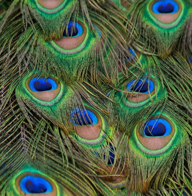 Here is some inspiration for the peacock blue color scheme