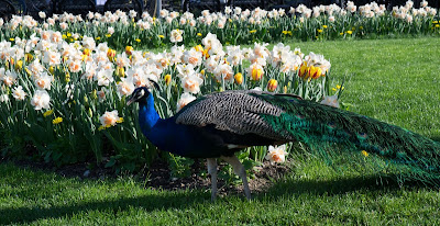  Jardin Botanique