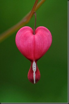 bleeding heart