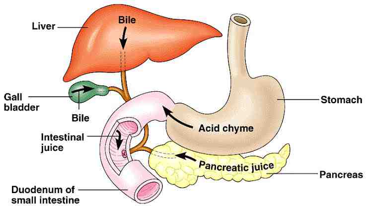 Home Remedies For Gerd And Bile Reflux Treatment