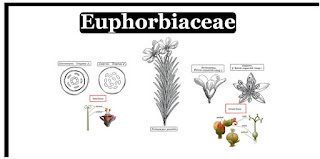 https://plantscience247.blogspot.com/2019/01/family-euphorbiaceae.html?m=1
