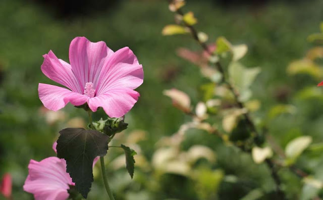 Annual Mallow Flowers Pictures