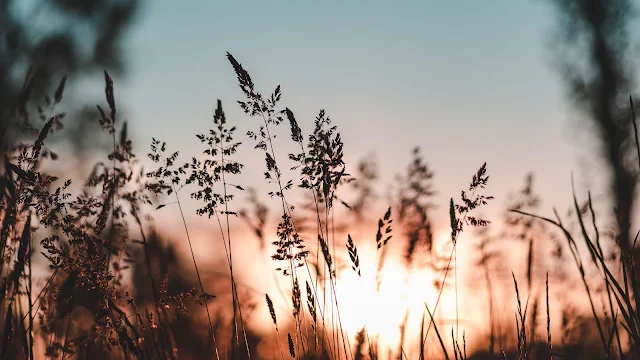 Pôr do Sol Entardecer no Campo