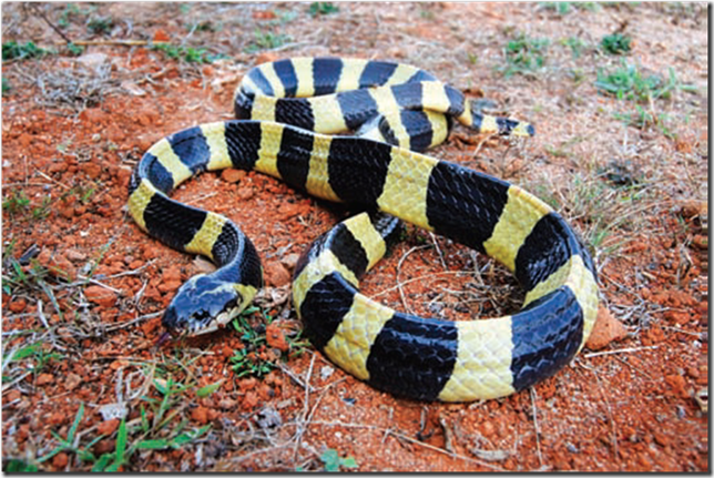 banded-krait