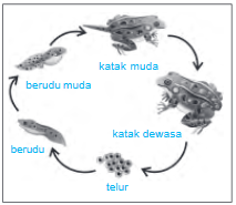 Makhluk Hidup : Pengertian dan Ciri –ciri (Bergerak, Bernapas, Berkembang Biak, Iritabilitas, Tumbuh + Berkembang, Makan, Ekskresi, Adaptasi, Regulasi)