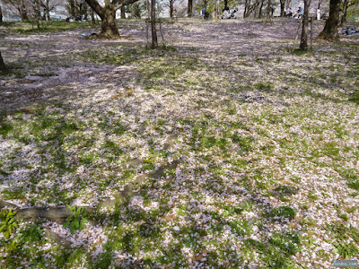 桜の絨毯