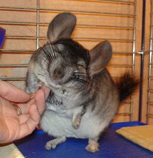 Funny Chinchilla