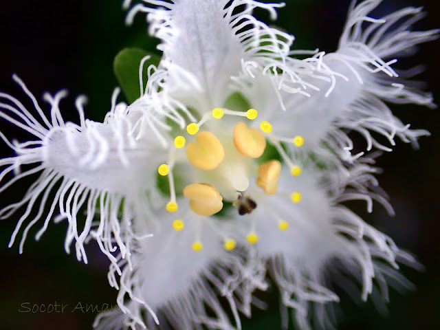 Parnassia foliosa