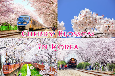 พยากรณ์ดอกไม้บานที่เกาหลีใต้  Spring Forecast for Korea