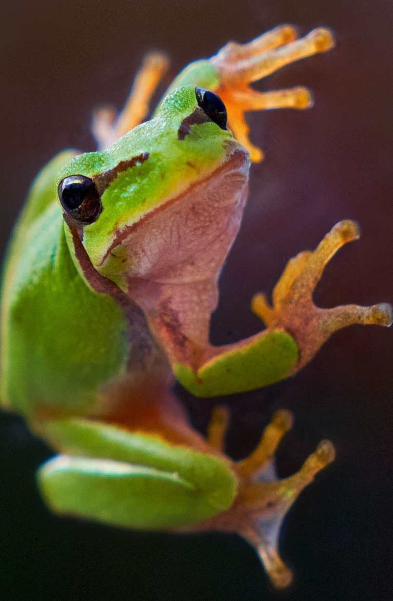 A green tree frog.