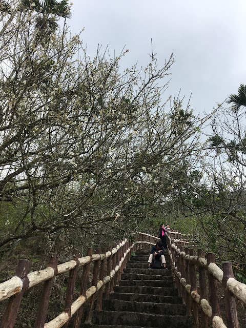 plum blossom, meiling scenic area, tainan, taiwan