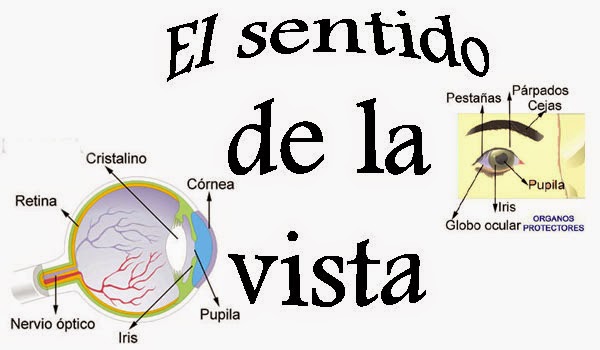 http://cplosangeles.juntaextremadura.net/web/edilim/tercer_ciclo/cmedio/las_funciones_vitales/la_funcion_de_relacion/la_vista/la_vista.html