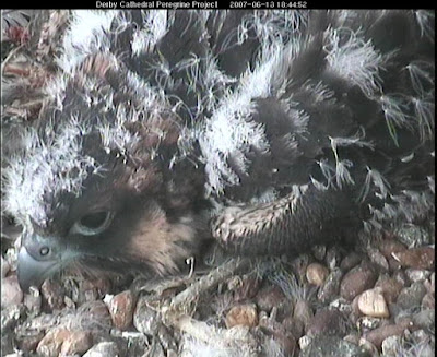 33-day old Peregrine Falcon Chick on Derby Cathedral. Click image to enlarge