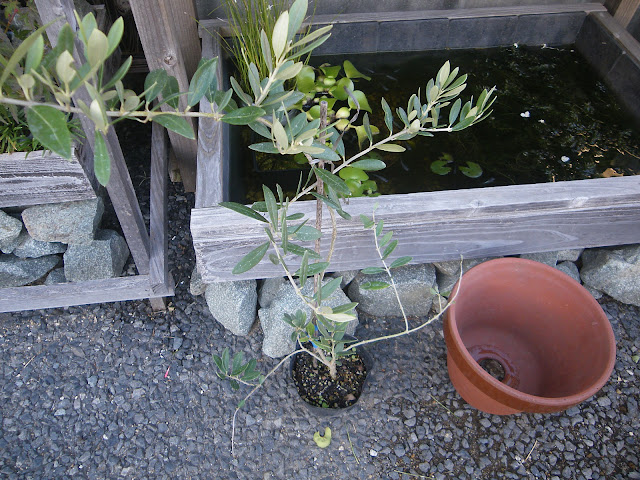 オリーブ　鉢植え