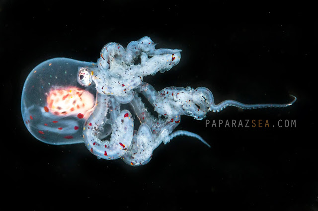 Scuba diving, underwater photography, pasparazsea