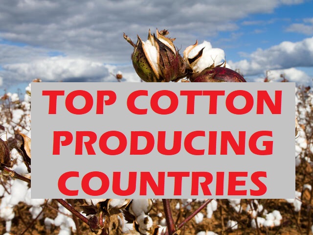 Top 10 Cotton Producing Countries in the World