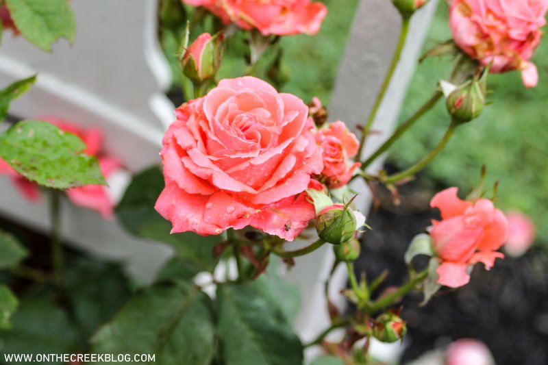 Climbing Roses in chairs | on the creek blog // www.onthecreekblog.com