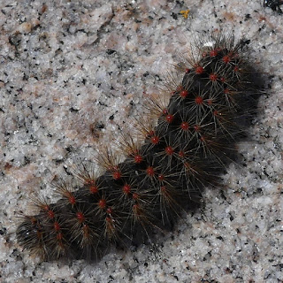 Acronicta lupini - Merolonche lupini