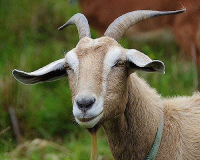 mature goat for goat farming wealth
