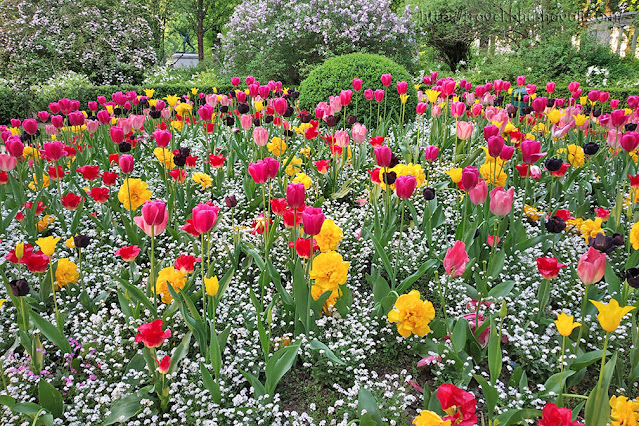 Tulips in Brussels Cinquantenaire Park | Where to see tulips in Brussels