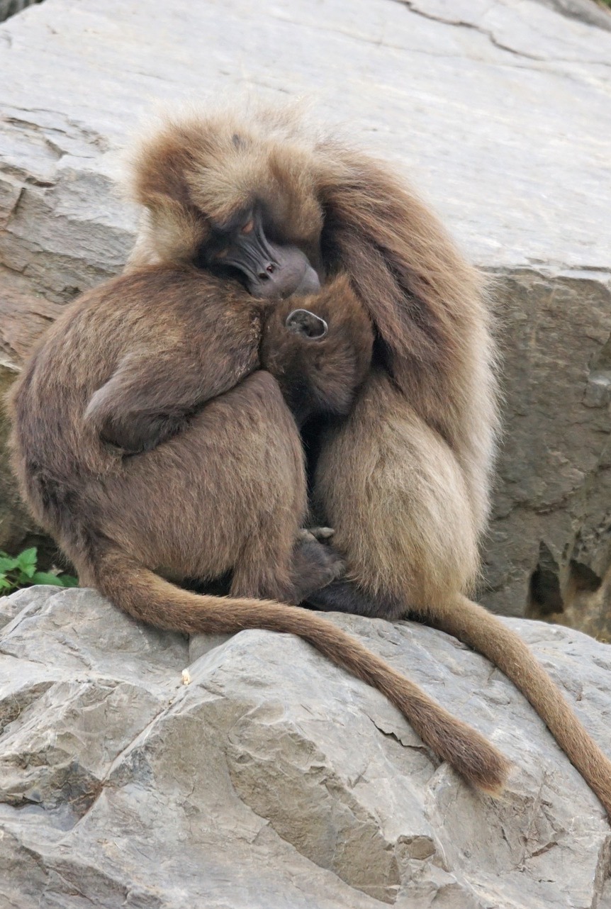 Gelada baboons warming each other.